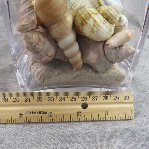 REAL Sea Shells in a Glass Square Vase and sand #10 Larger - Picture 12 of 13